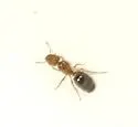 Pheidole parva - photo 2