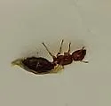 Pheidole parva - photo 3