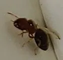 Pheidole parva - photo 4