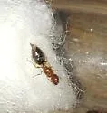 Pheidole parva - photo 5
