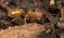 Pheidole pelor