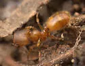 Pheidole pelor - photo 2