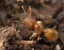 Pheidole pelor - photo 3