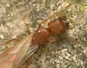 Pheidole pelor - photo 4