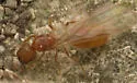 Pheidole pelor - photo 5