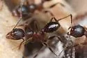 Pheidole perpilosa - photo 2