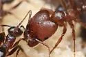 Pheidole perpilosa - photo 3