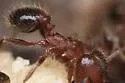 Pheidole perpilosa - photo 4