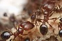 Pheidole perpilosa - photo 5