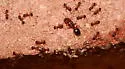 Pheidole pilifera