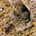 Pheidole pilifera - photo 2