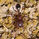 Pheidole pilifera - photo 3