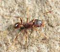 Pheidole pilifera - photo 4