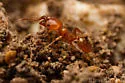 Pheidole porcula