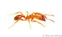 Pheidole porcula - photo 2