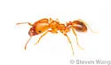 Pheidole porcula - photo 3