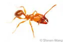 Pheidole porcula - photo 4