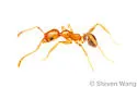 Pheidole porcula - photo 5