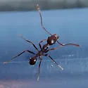 Pheidole portalensis
