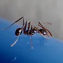 Pheidole portalensis - photo 2