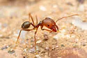 Pheidole portalensis - photo 3