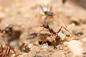 Pheidole portalensis - photo 4