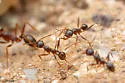 Pheidole portalensis - photo 5