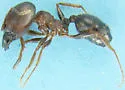 Pheidole rhea - Pheidole rhea