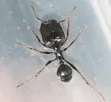 Pheidole rhea - photo 2