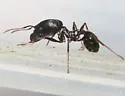 Pheidole rhea - photo 3