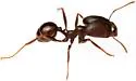Pheidole rhea - photo 5