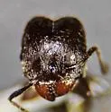 Pheidole sciophila - photo 2