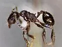 Pheidole sciophila - photo 3