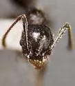 Pheidole sciophila - photo 4