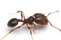 Pheidole sciophila - photo 5
