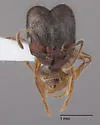 Pheidole senex - photo 2