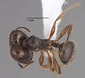 Pheidole senex - photo 3