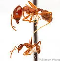 Pheidole sitiens