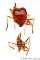 Pheidole sitiens - photo 2