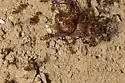 Pheidole sitiens - photo 3