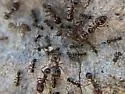 Pheidole sitiens - photo 4