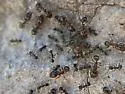Pheidole sitiens - photo 5