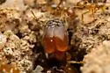 Pheidole spadonia - photo 2