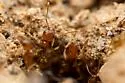 Pheidole spadonia - photo 3