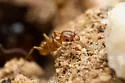 Pheidole spadonia - photo 4