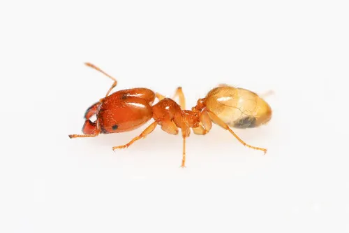 Pheidole subarmata - Pheidole subarmata