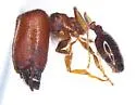Pheidole tepicana