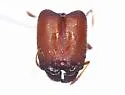 Pheidole tepicana - photo 2