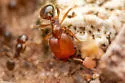 Pheidole tepicana - photo 3