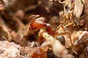 Pheidole tepicana - photo 4